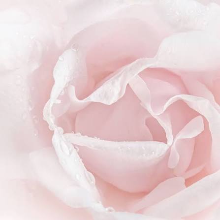 Fresh Rose